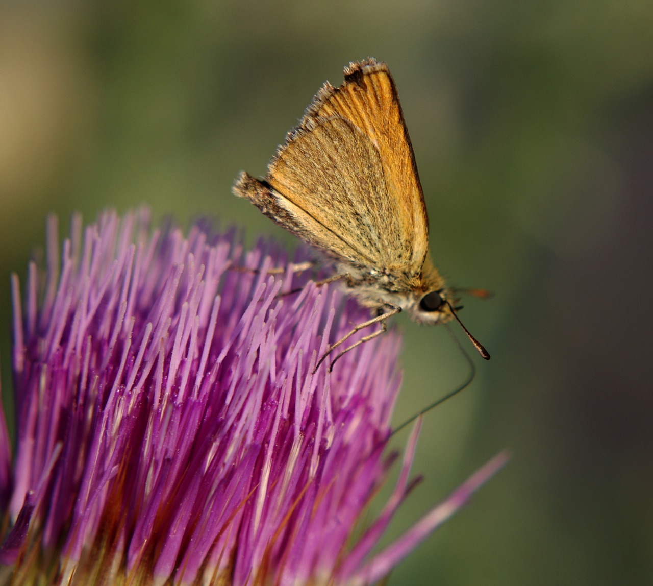 butterfly thistle flower free photo