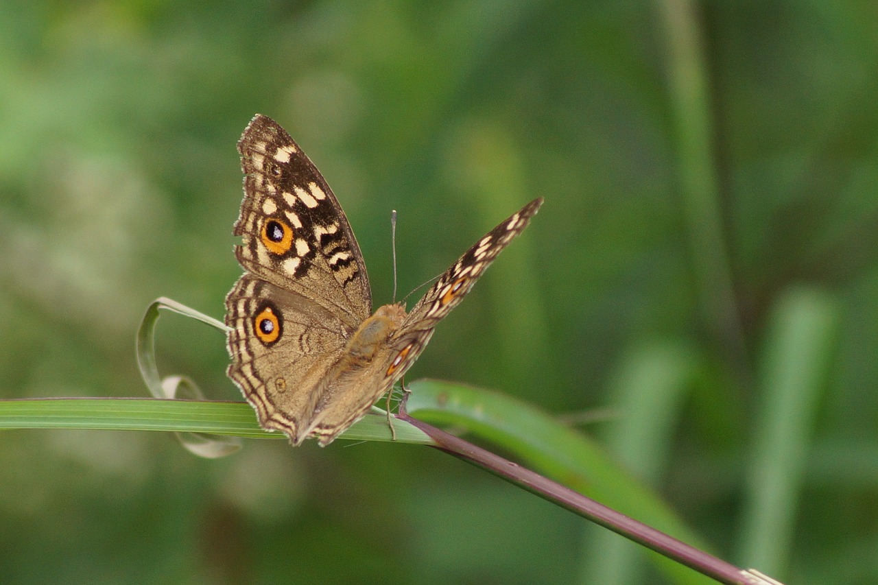 butterfly nature brown free photo