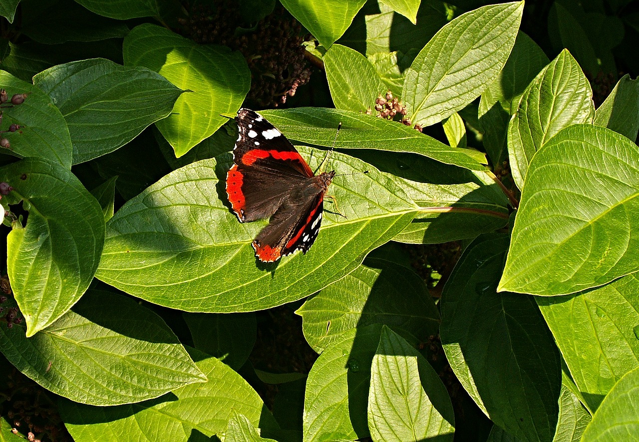 butterfly bush foliage free photo