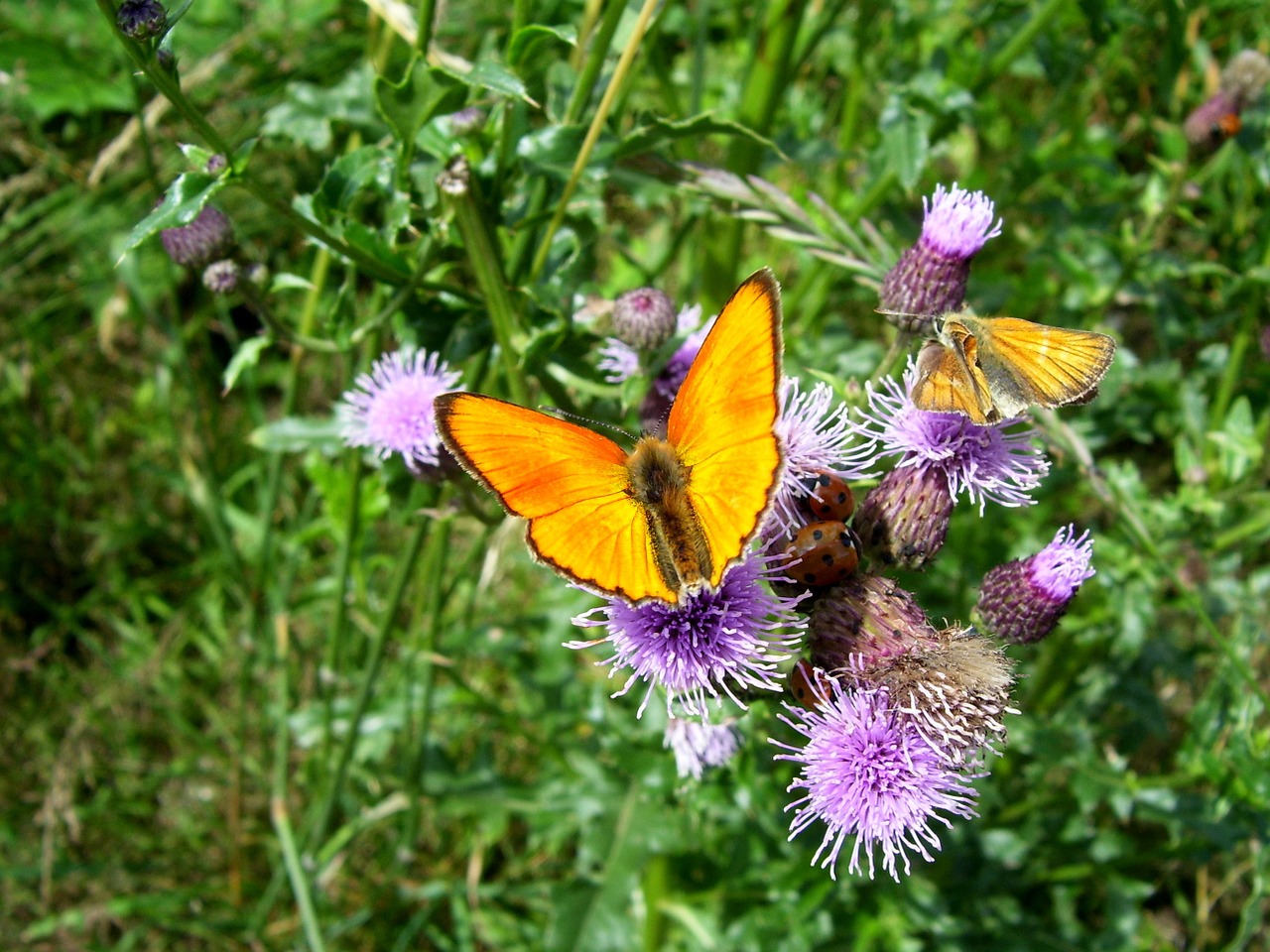 butterfly flowers summer free photo