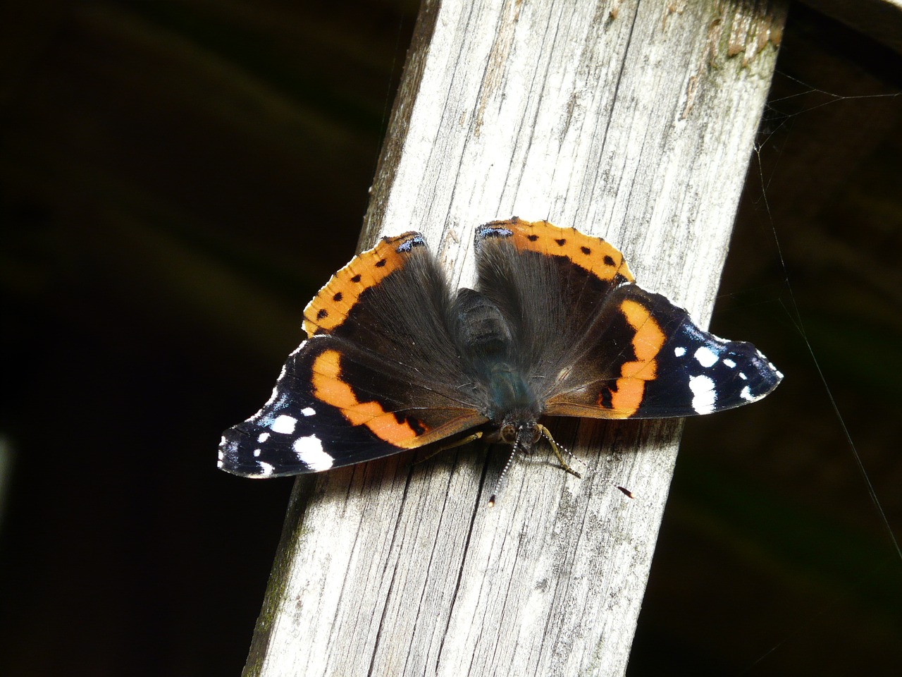 butterfly nature summer free photo