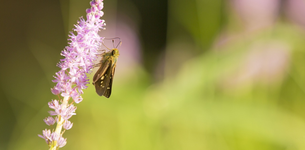 butterfly flower animal free photo