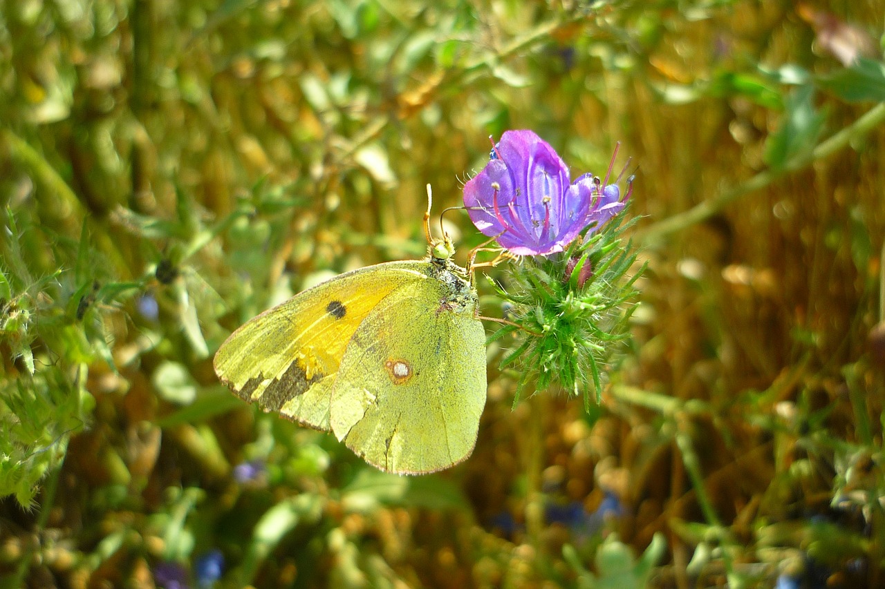 butterfly flower colias free photo