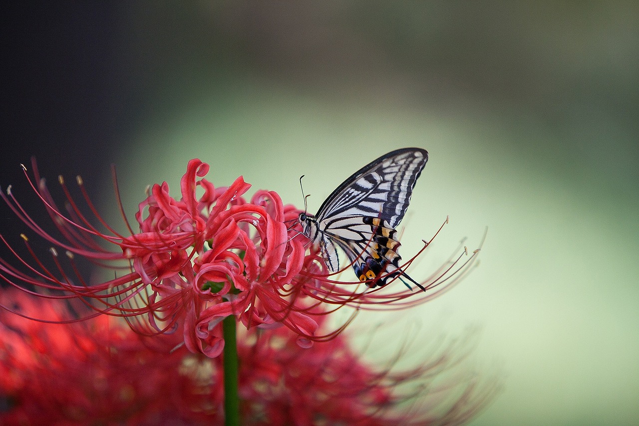 swallowtail flowers for red color free photo
