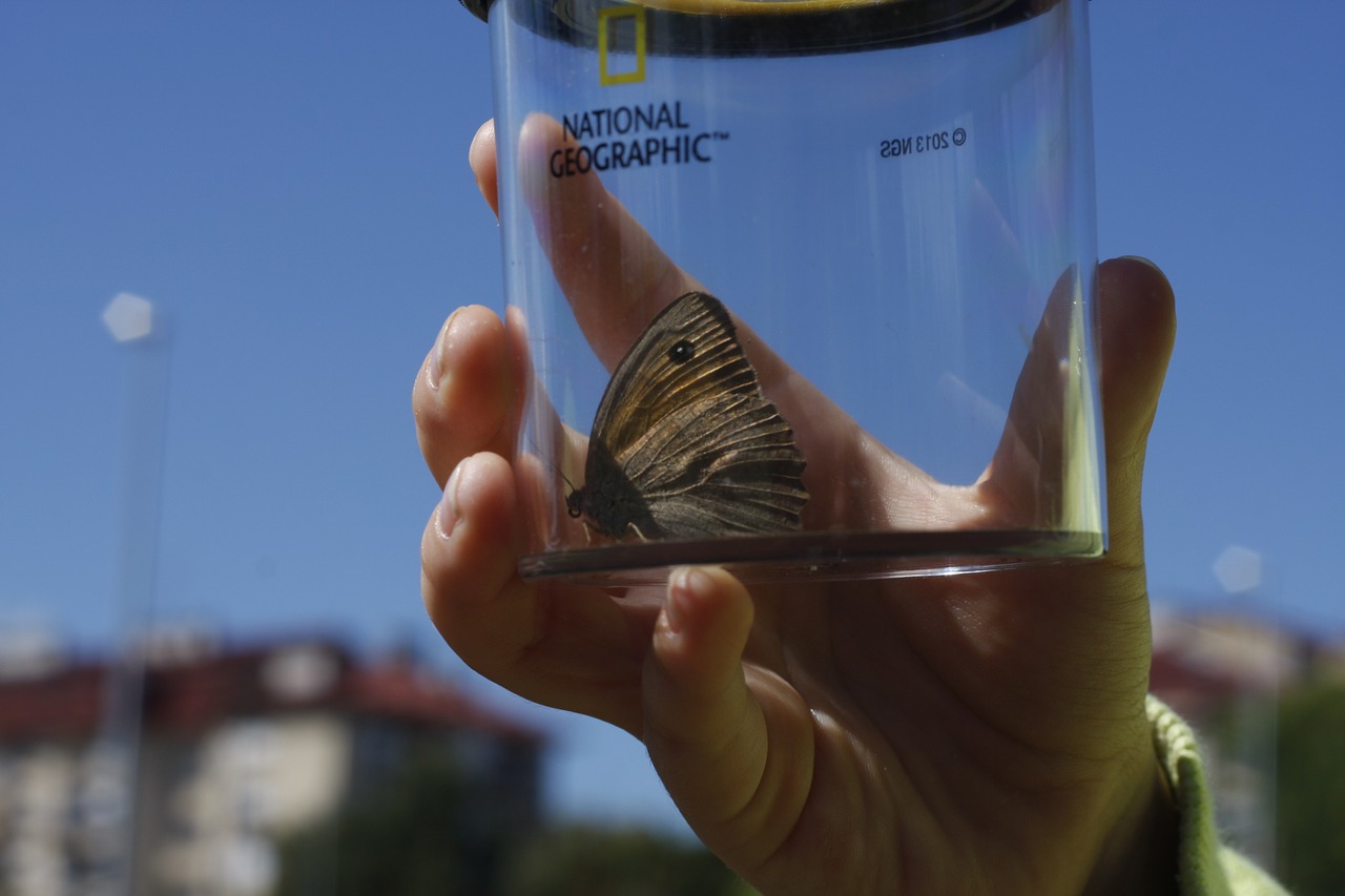 butterfly hand nature free photo