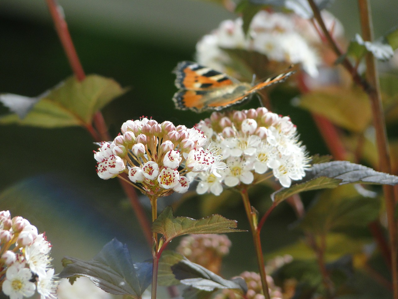 butterfly spring flower free photo