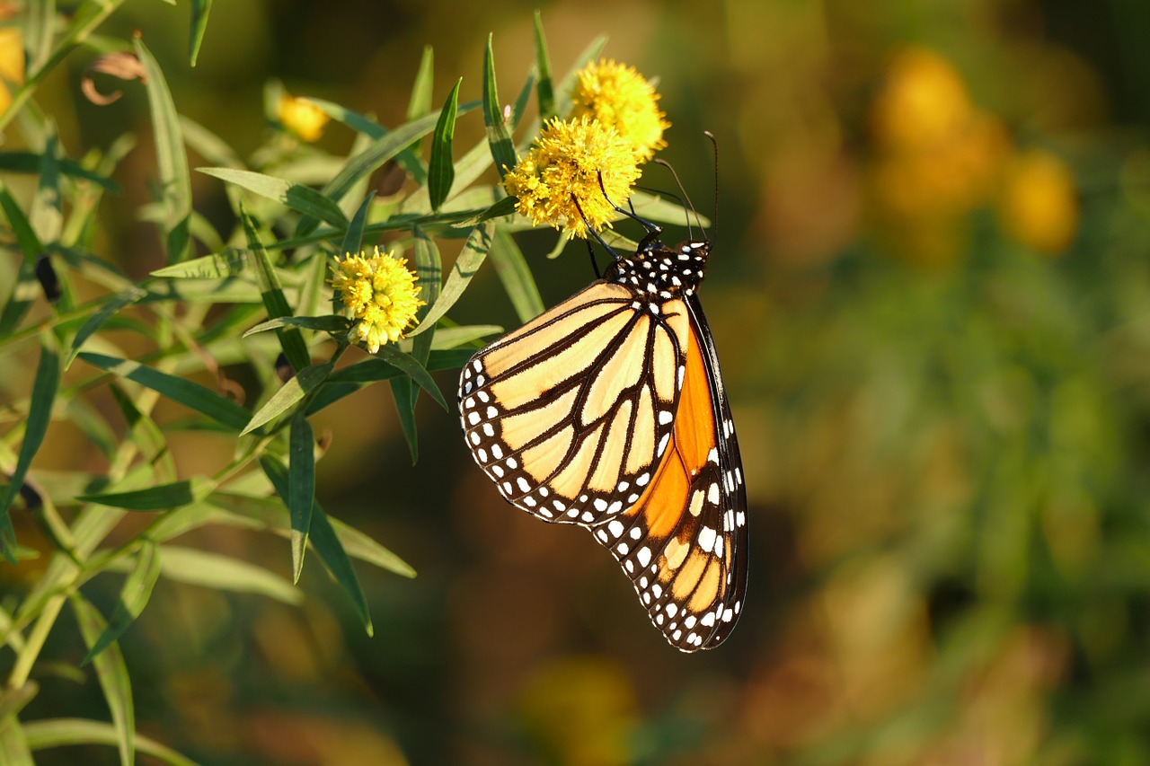 butterfly monarch flower free photo