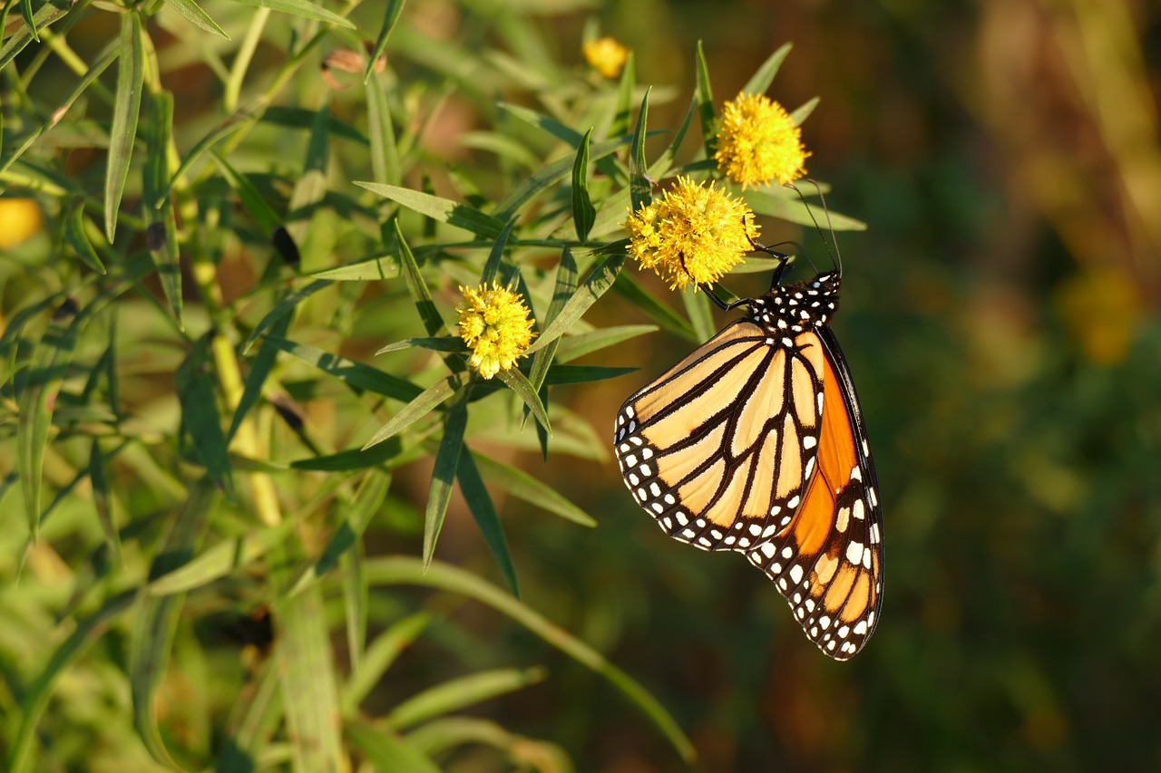 butterfly monarch flower free photo