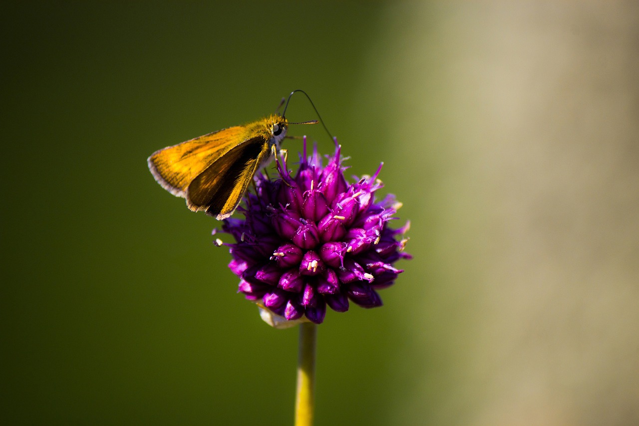 butterfly flower nature free photo