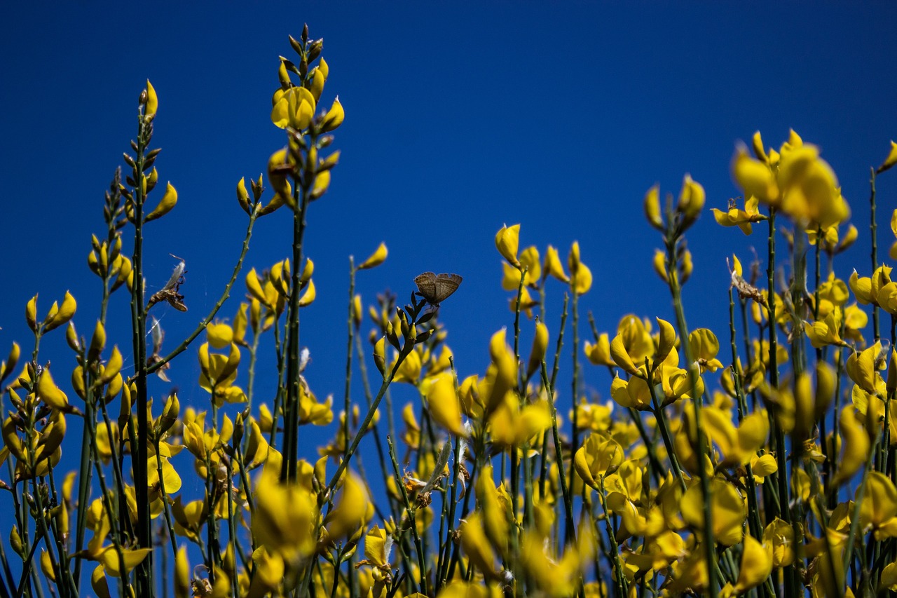 butterfly flowers spring free photo