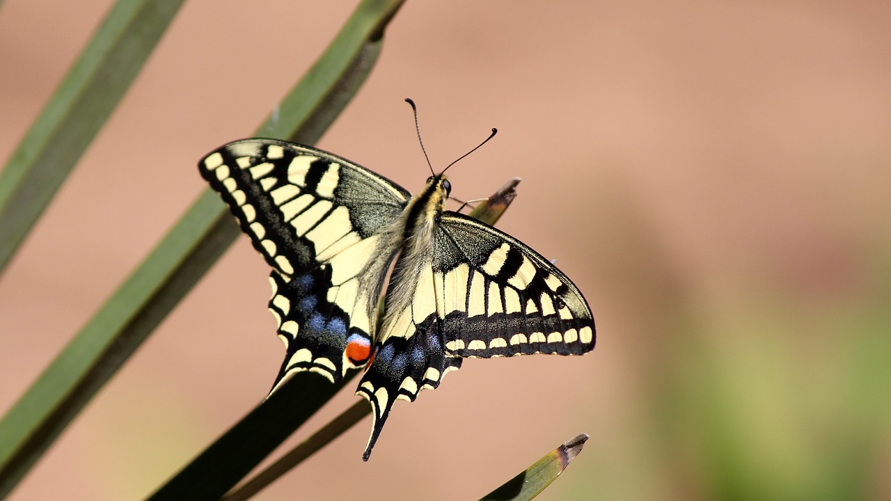 butterfly dovetail papilio machaon free photo