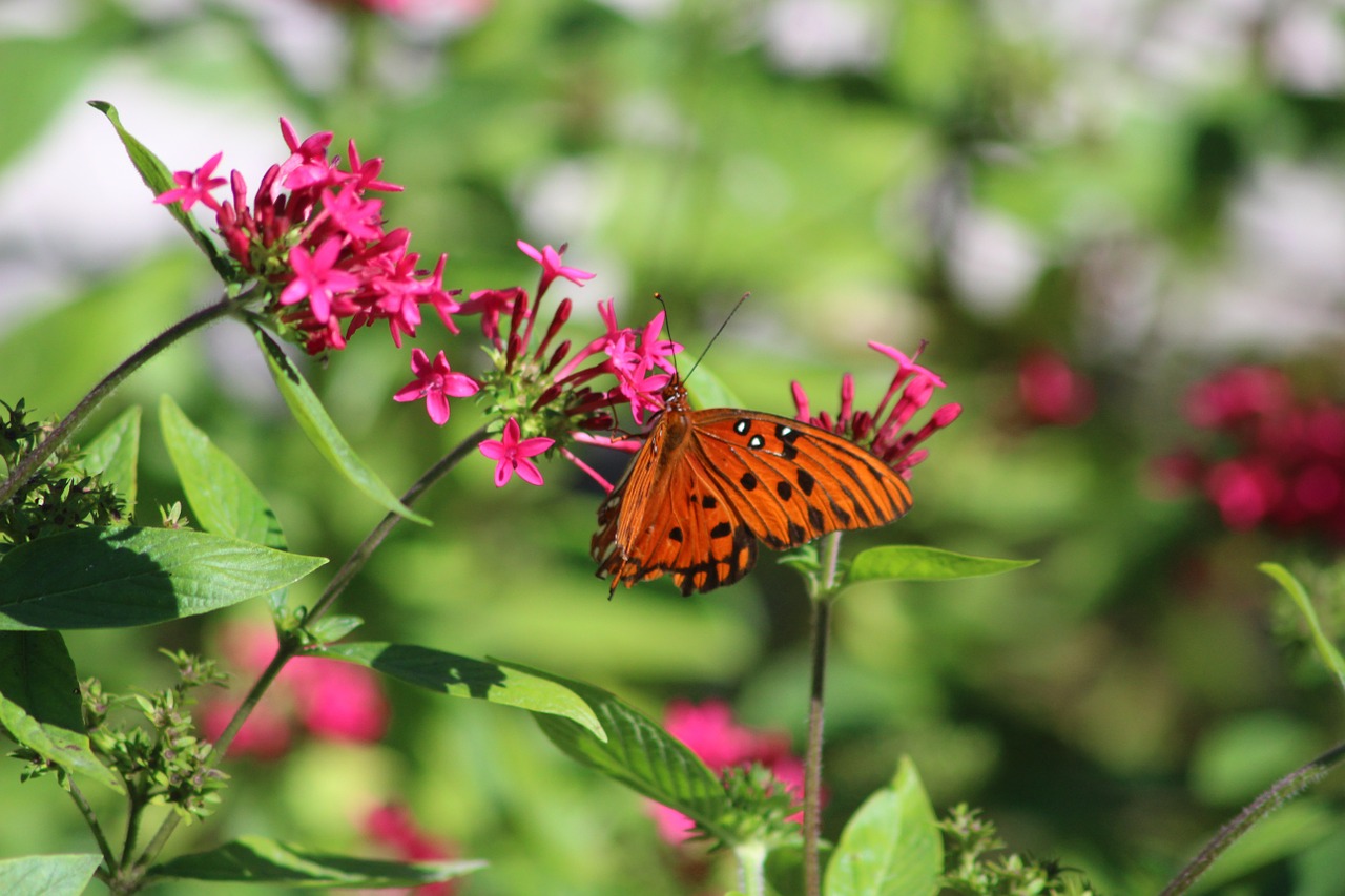 butterfly flowers nature free photo