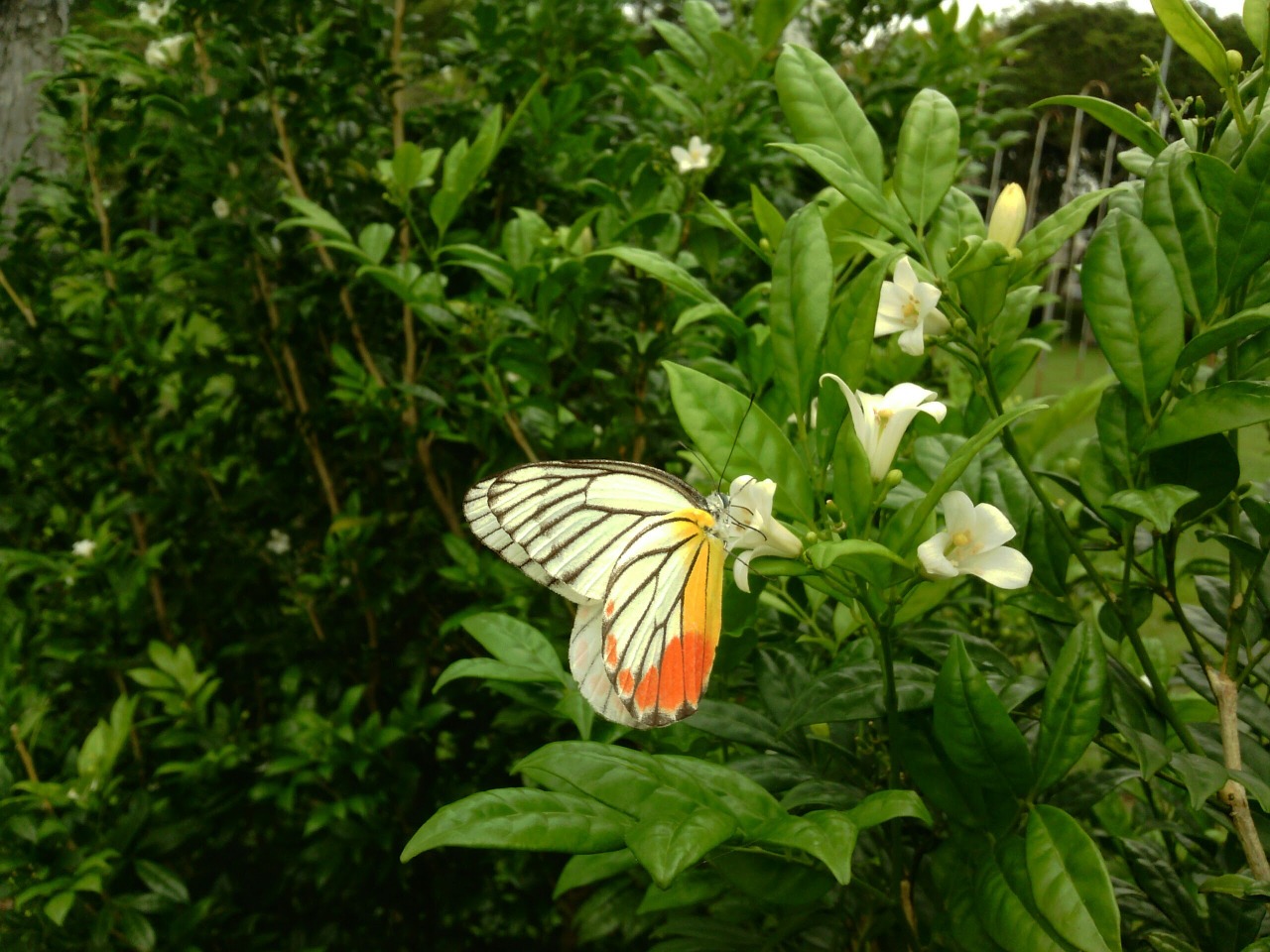 butterfly nature photography free photo