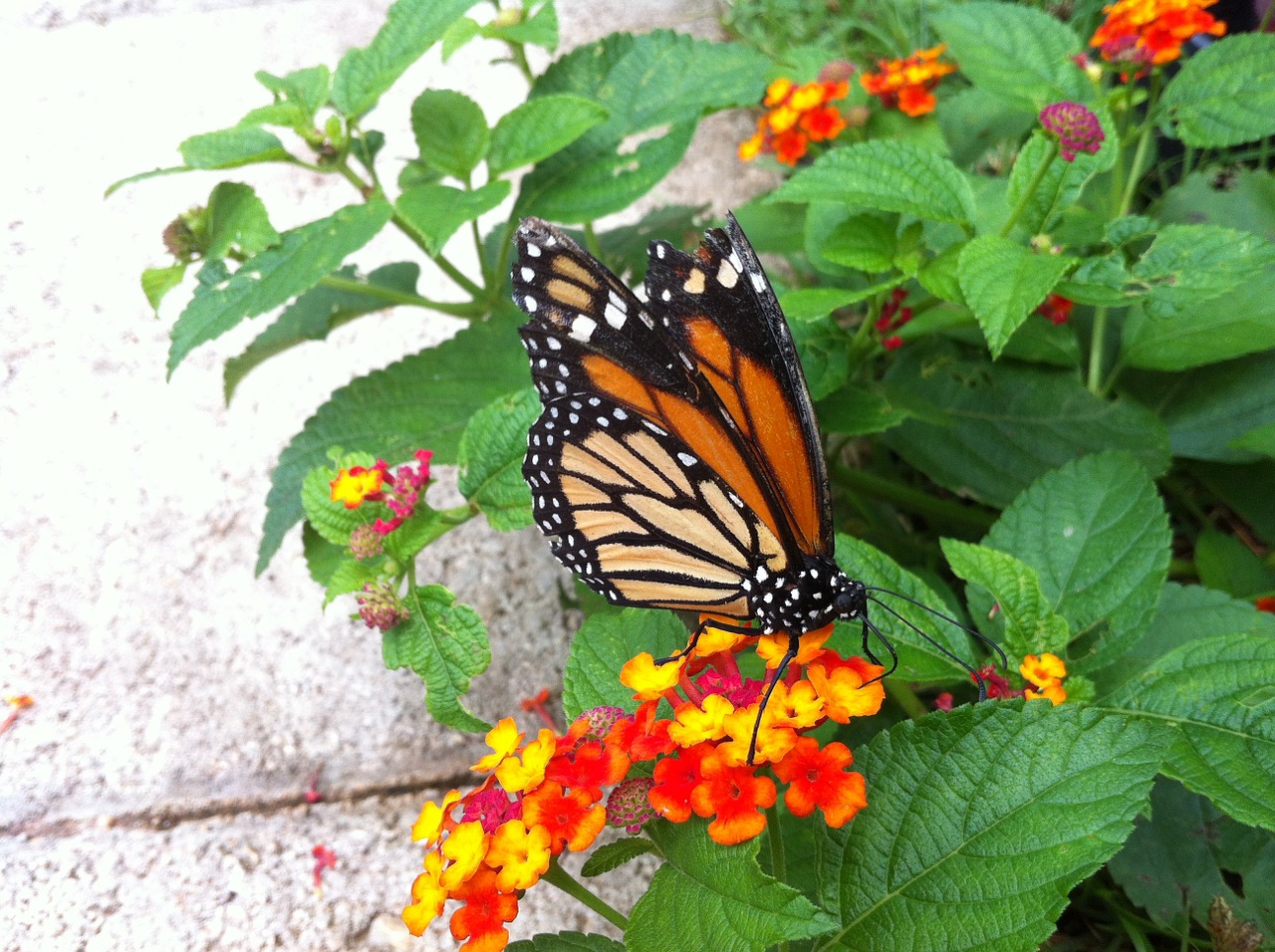 butterfly monarch monarch butterfly free photo