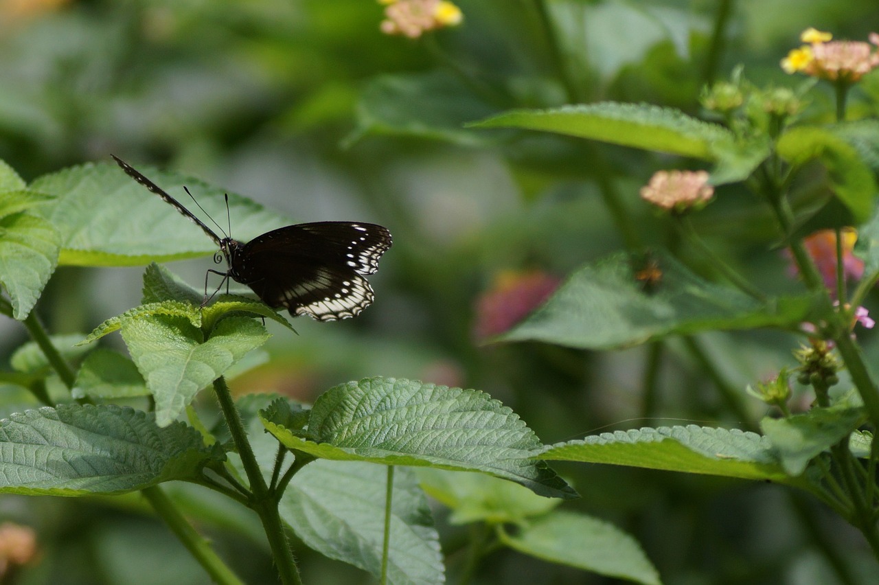 butterfly natural black free photo