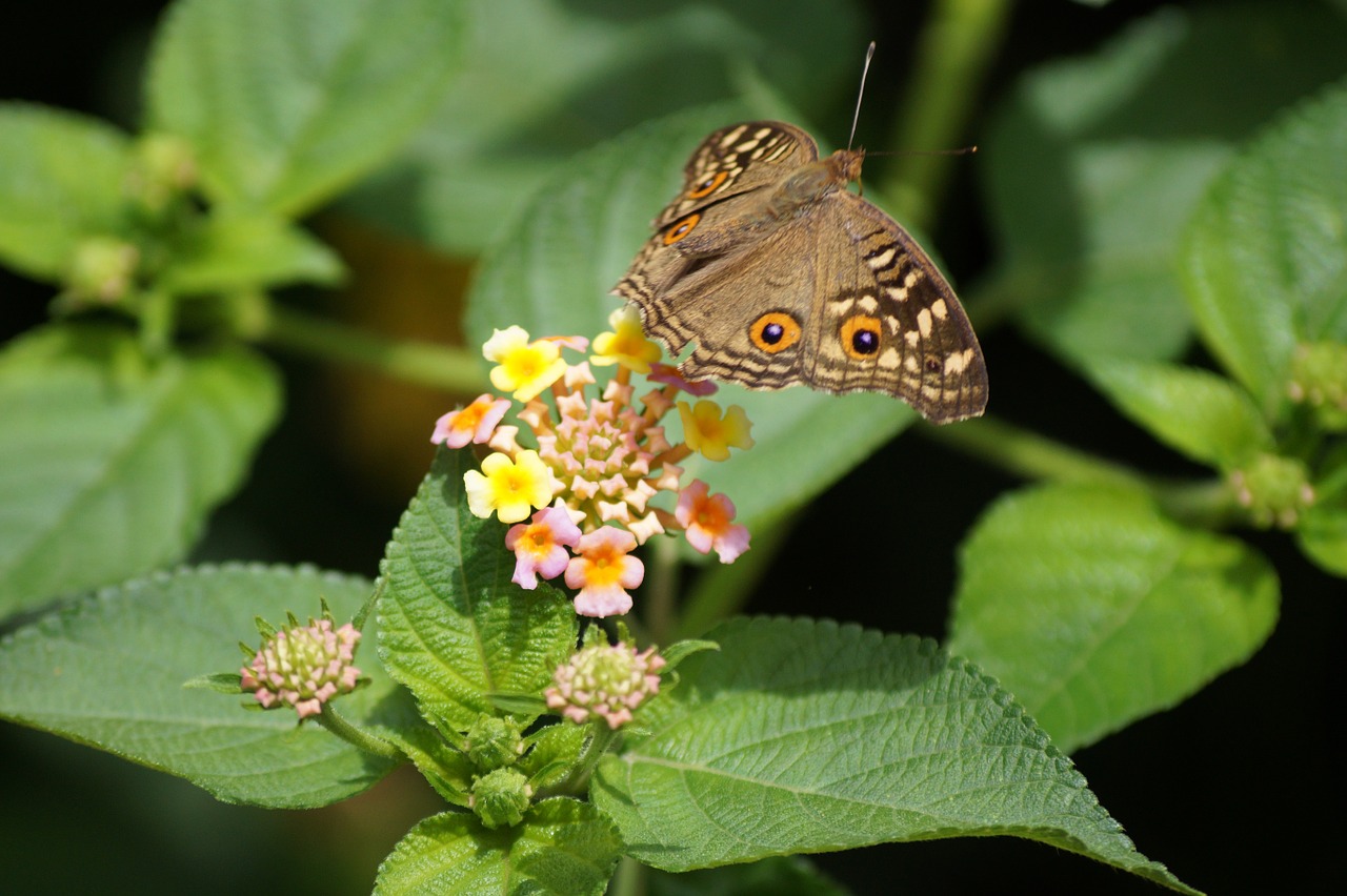 butterfly flying cute free photo