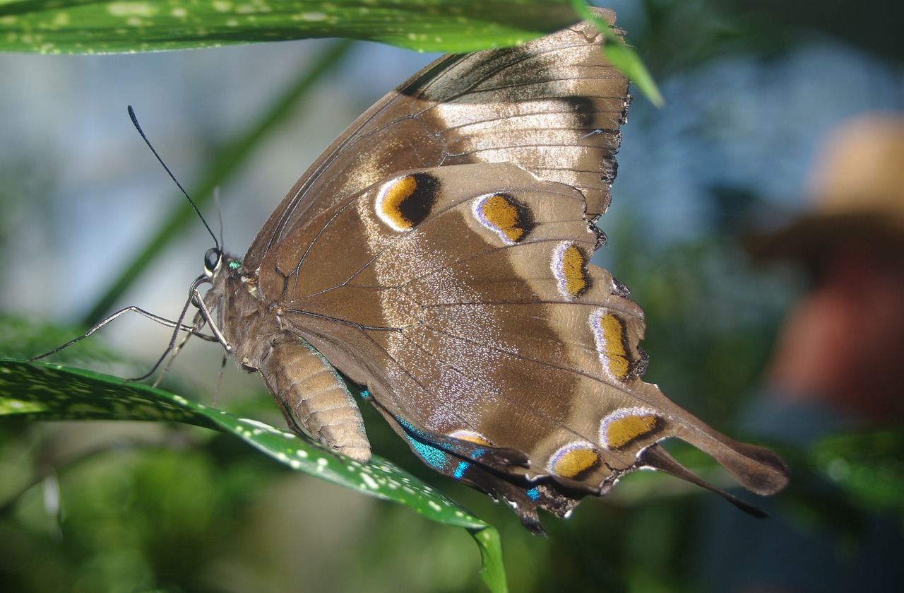 butterfly wing insect free photo