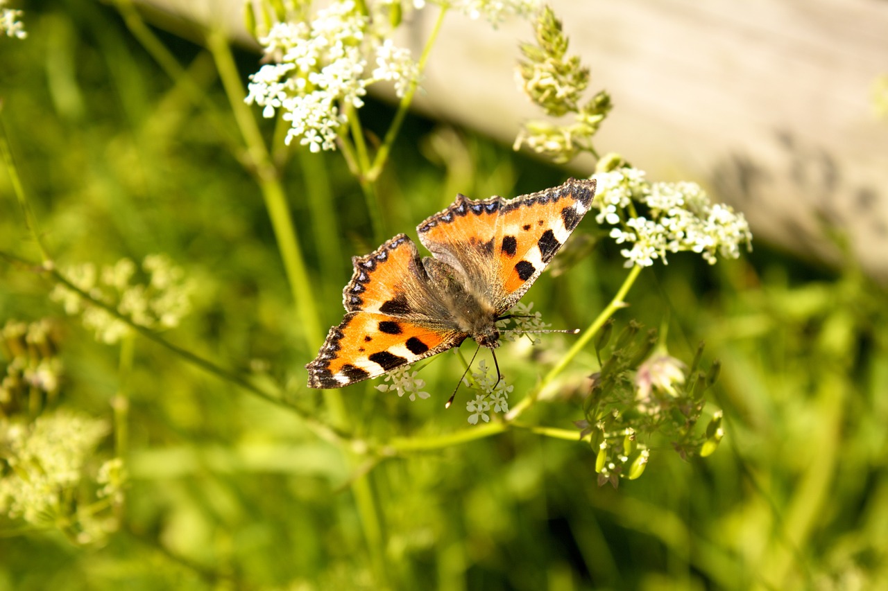 butterfly little fox butterflies free photo