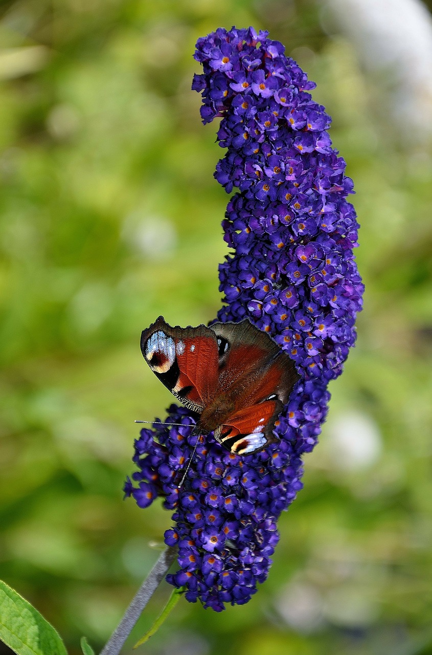 butterfly red admiral free photo