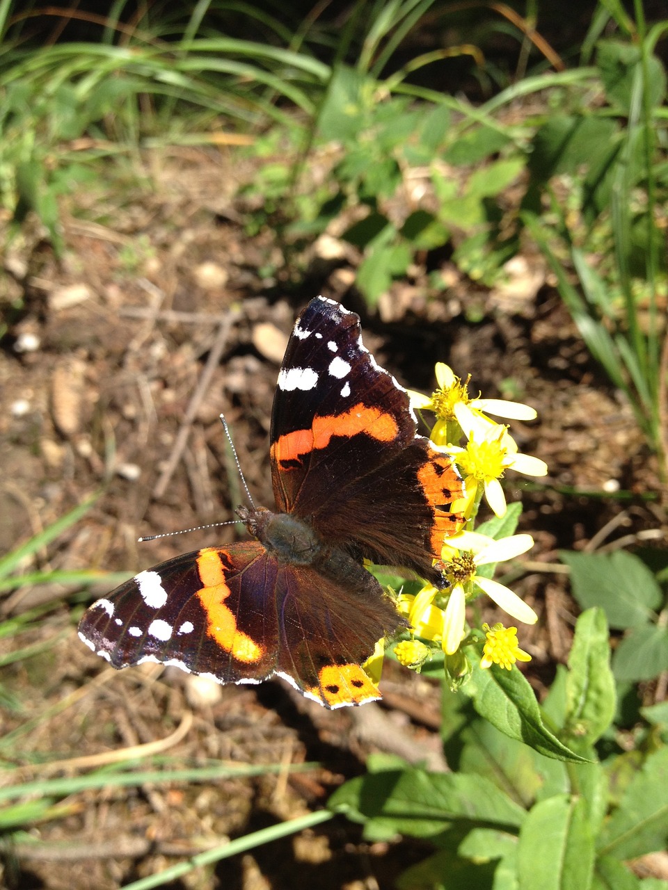 butterfly insect wing free photo