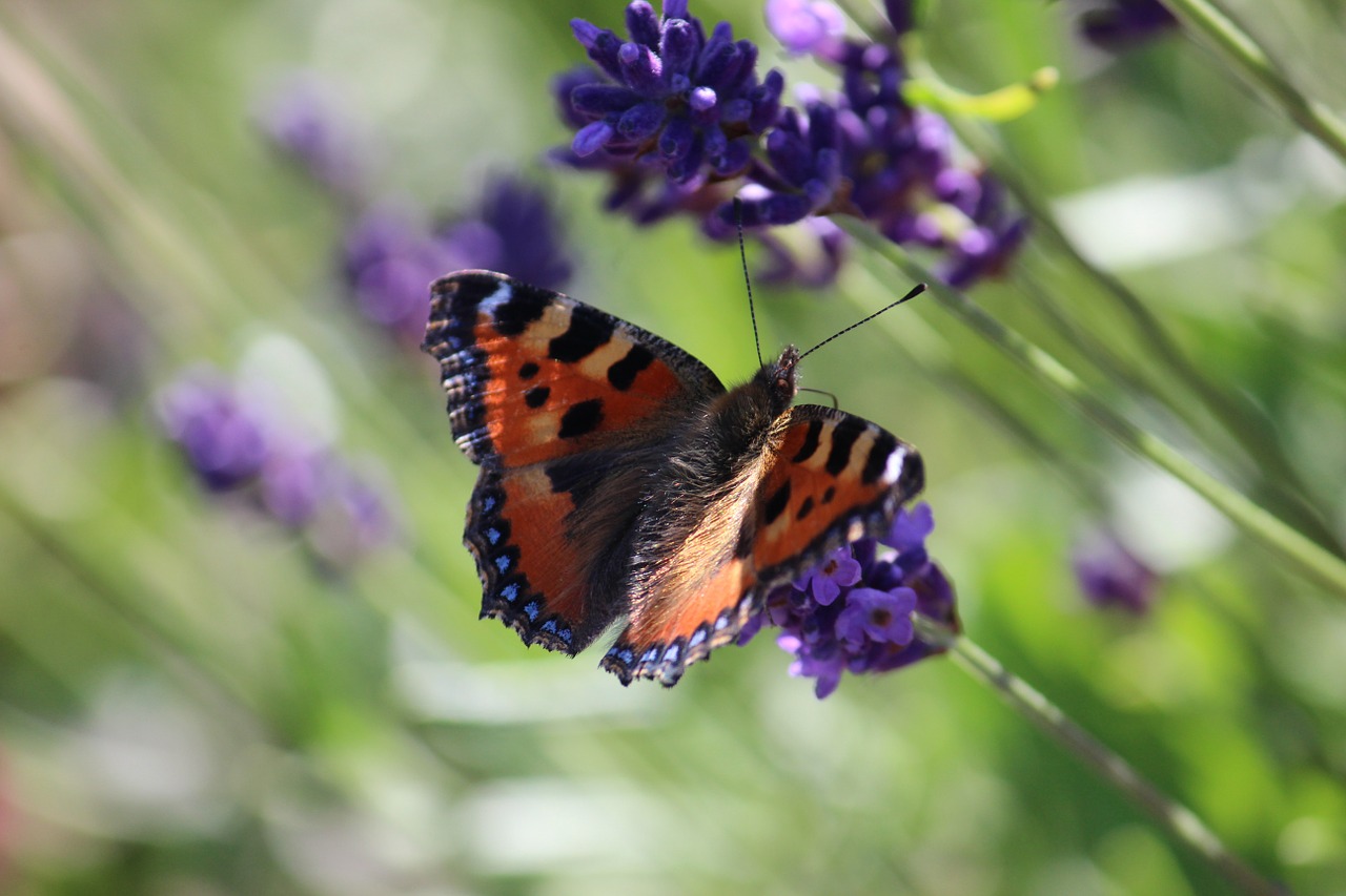 butterfly lavender summer free photo