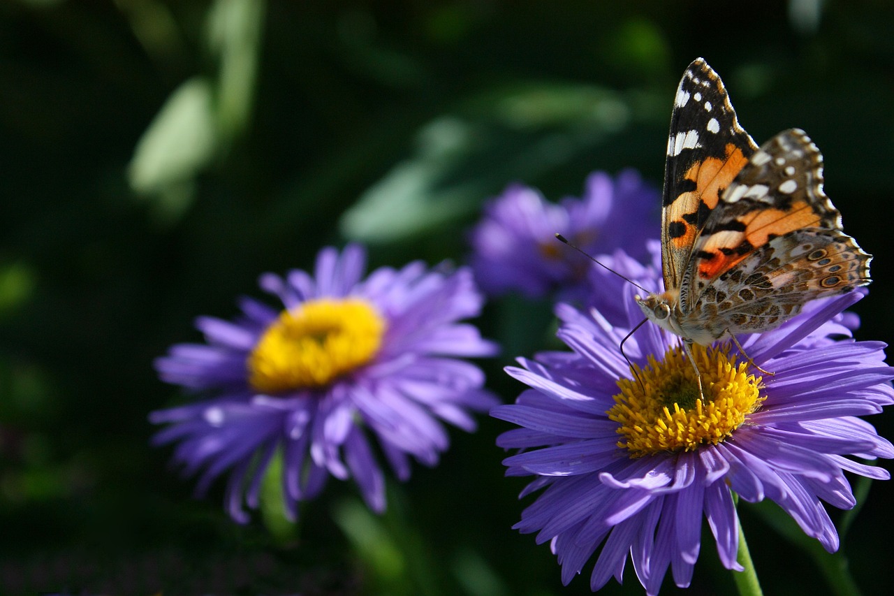 butterfly flower free pictures free photo