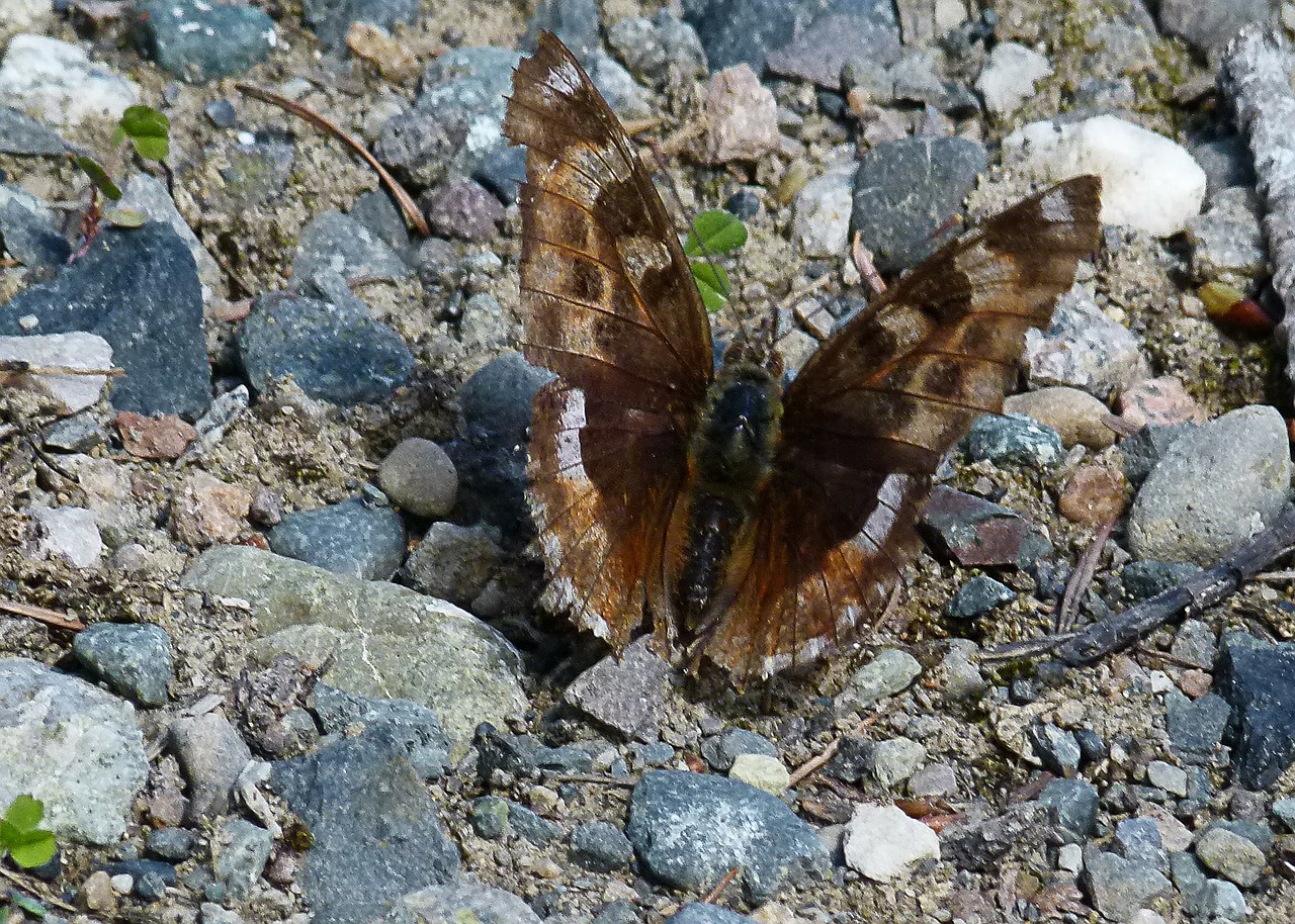 butterfly rocks sitting free photo