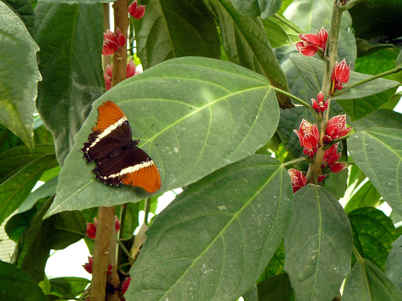 butterfly blossom bloom free photo