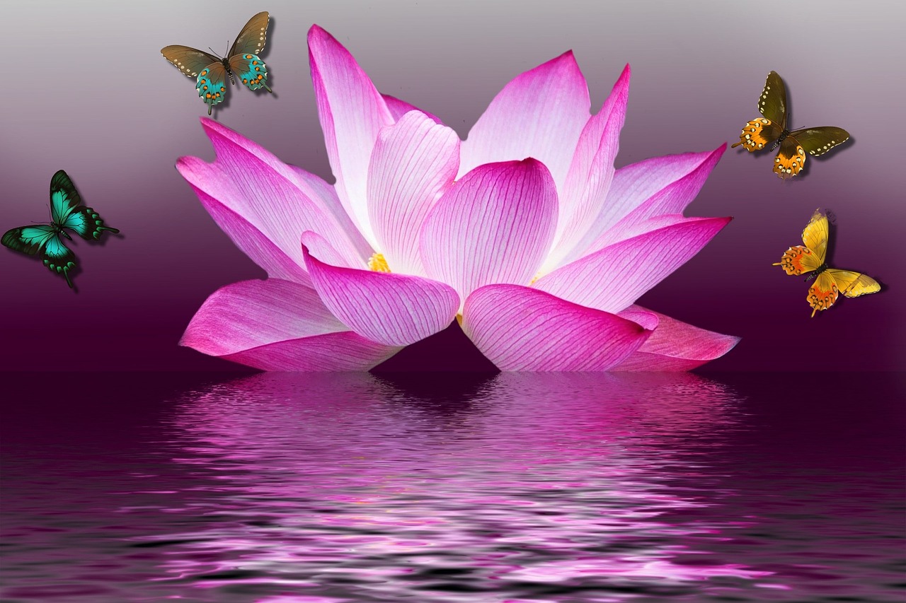 butterfly lotus flower free photo