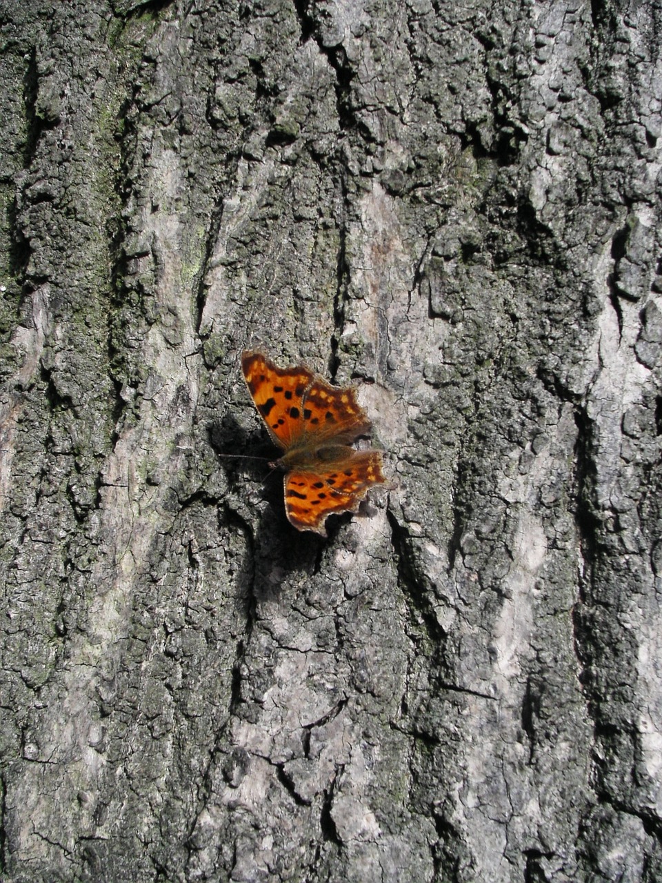 butterfly nature tree free photo