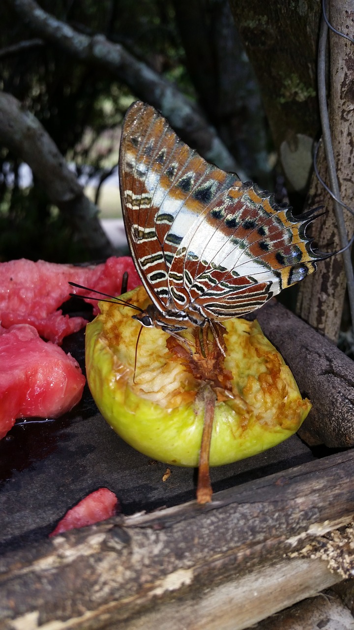 butterfly feeding nature free photo