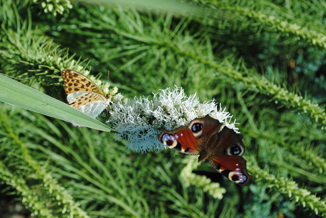 butterfly insect spring free photo