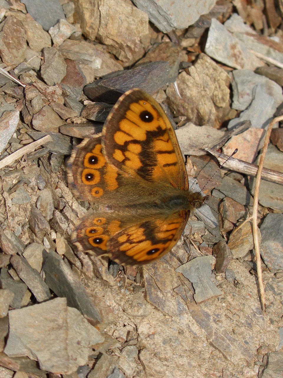 butterfly orange detail free photo