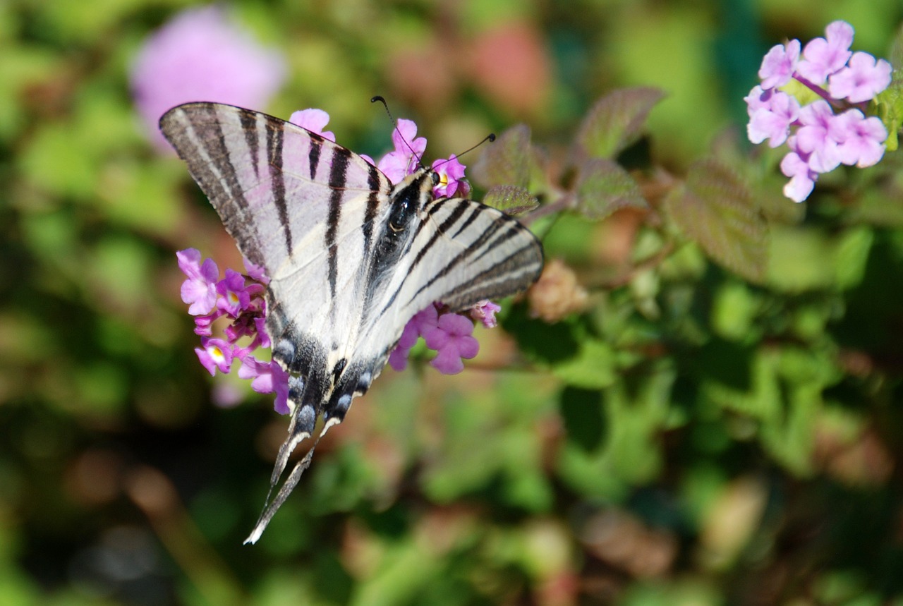 butterfly south of france nature free photo