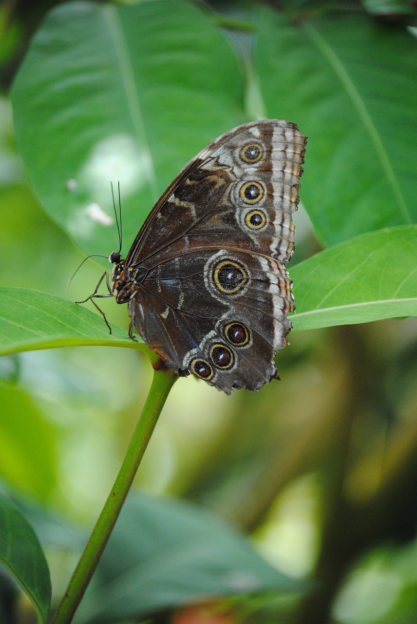 butterfly butterfly sanctuary key west free photo