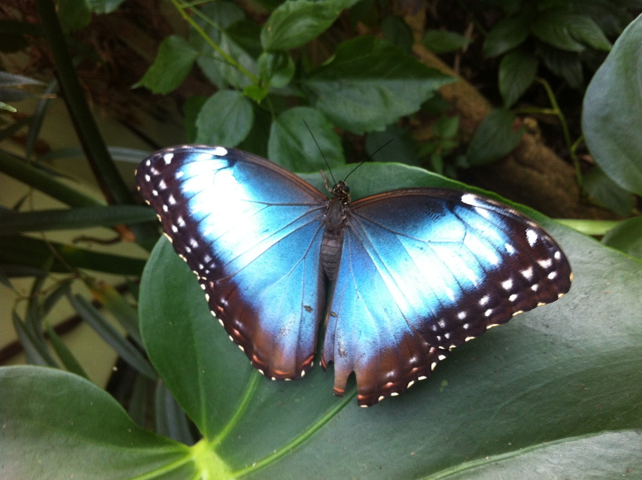 butterfly tropical blue free photo