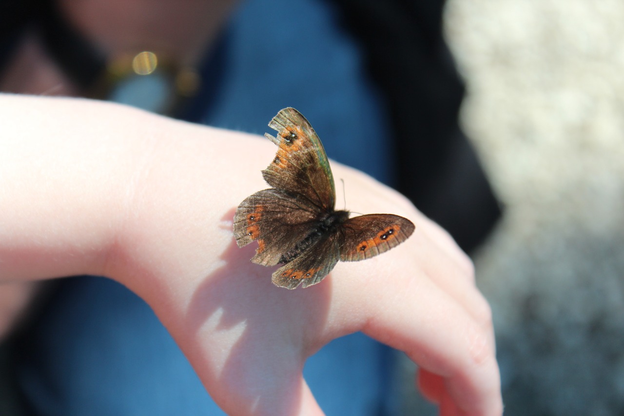 butterfly hand child free photo