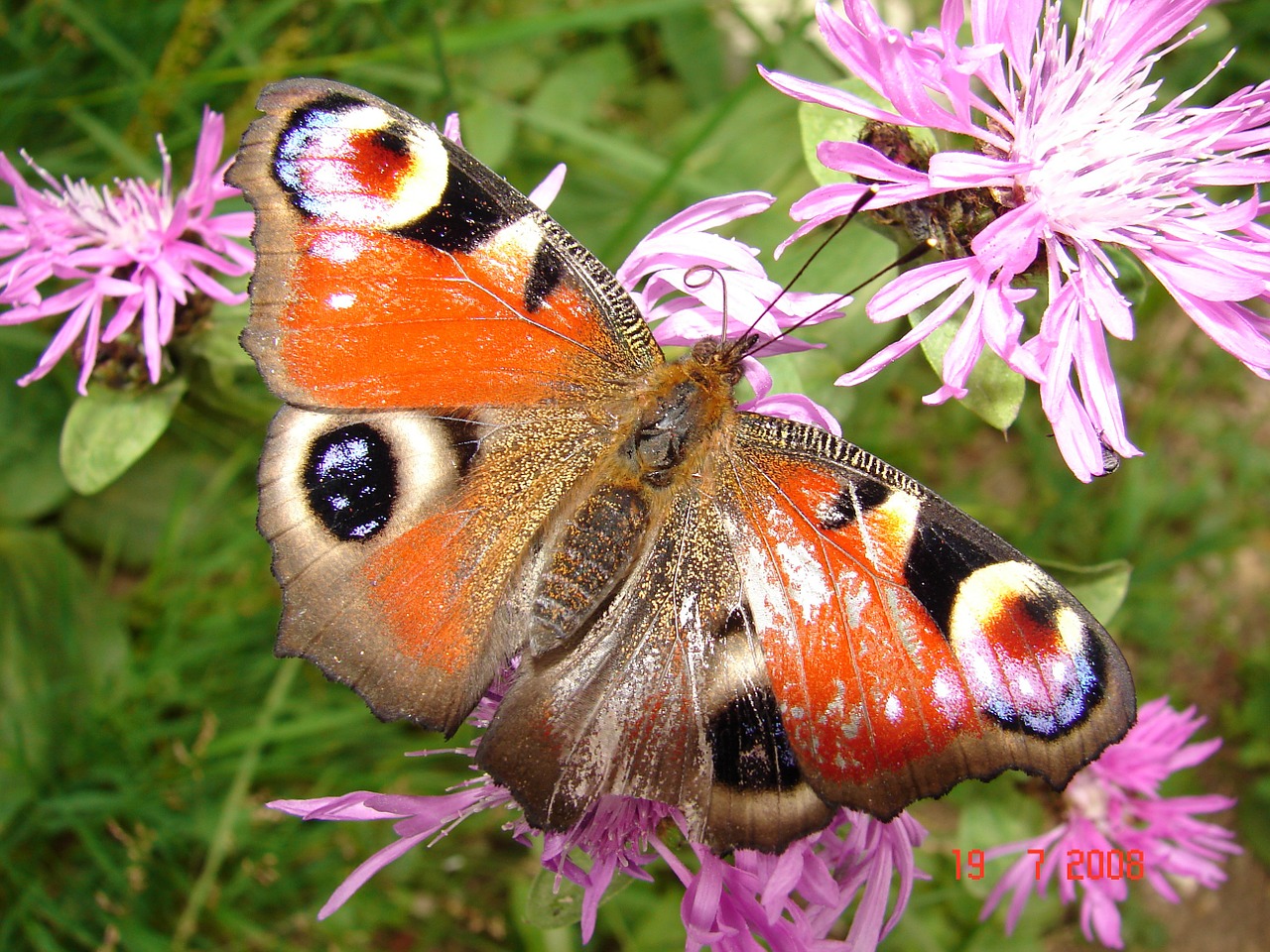 butterfly nature flowers free photo