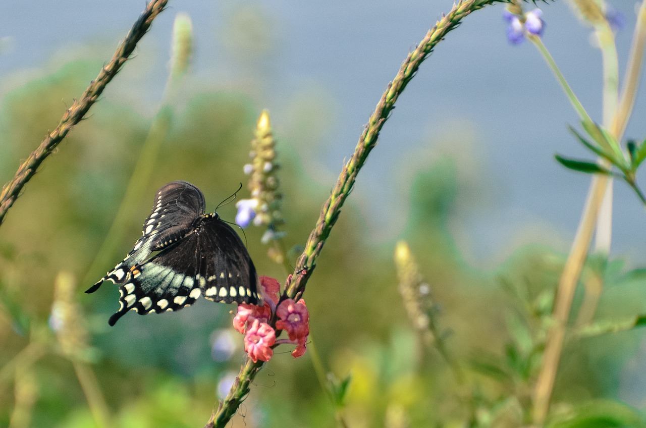 butterfly summer outdoors free photo