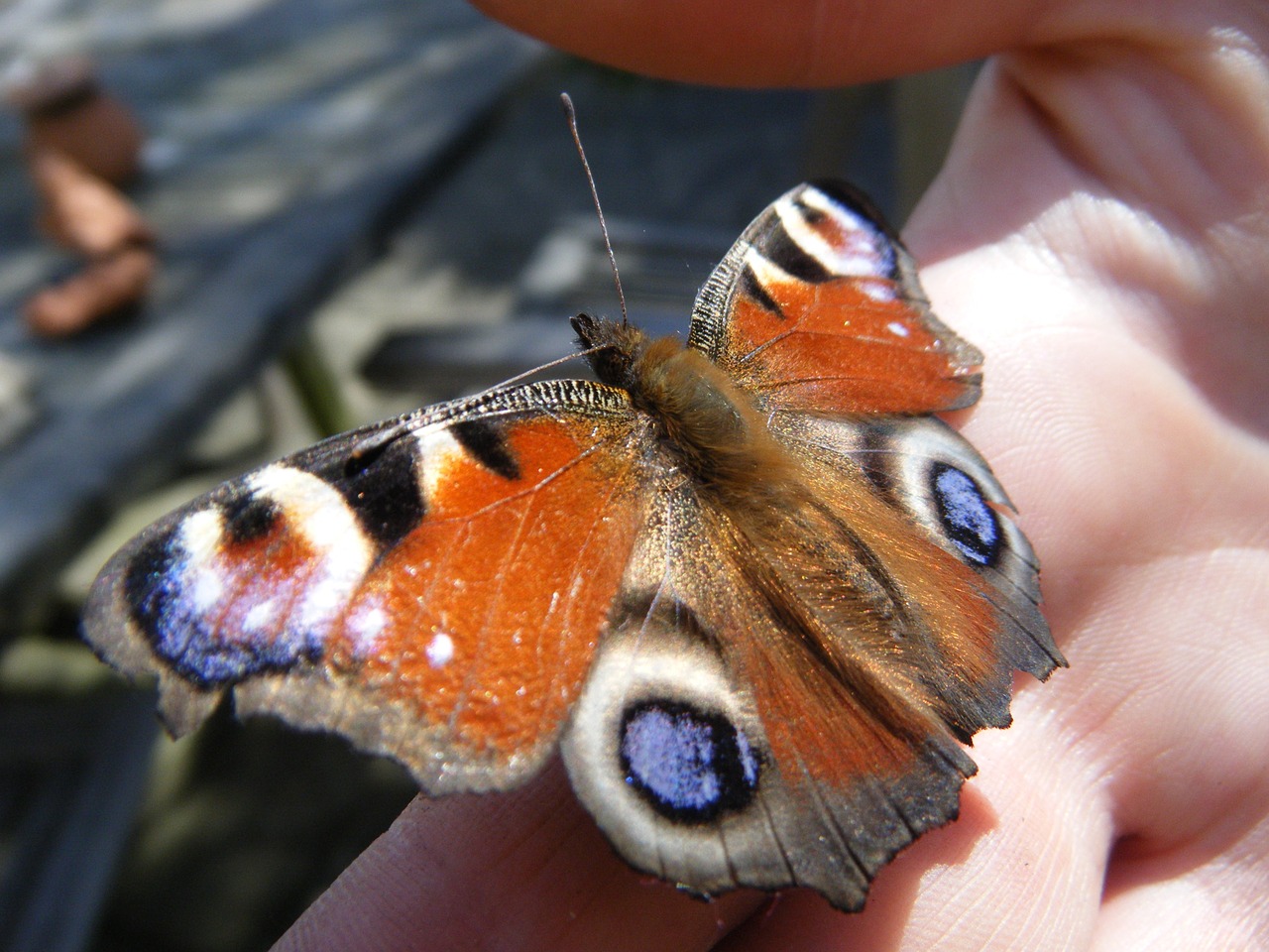 butterfly nature insect free photo