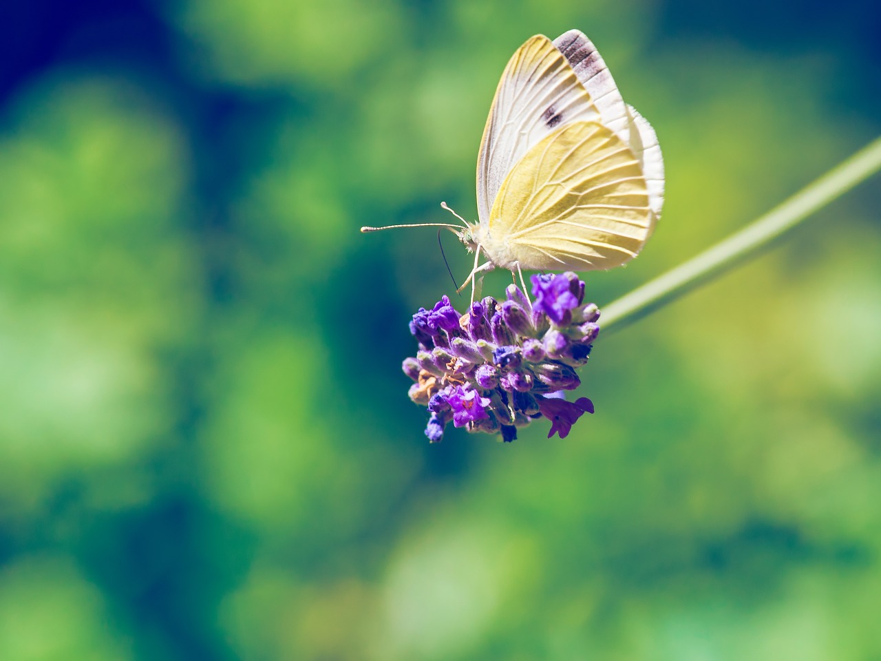 butterfly lavender summer free photo