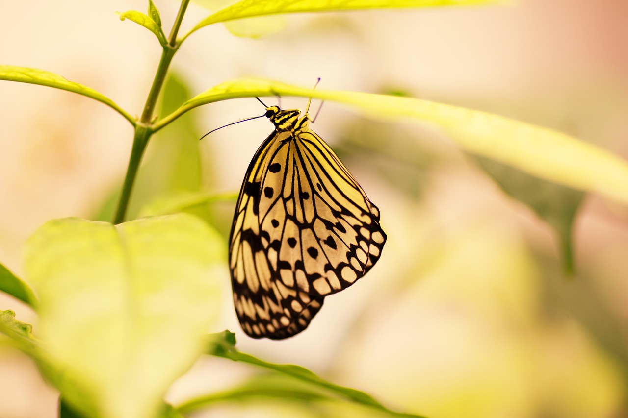 butterfly leaves nature free photo