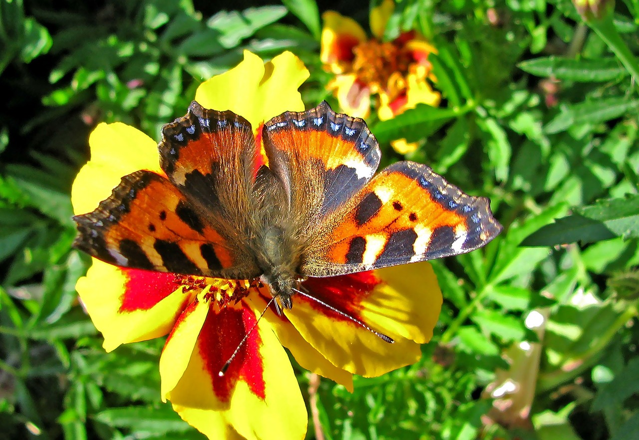 butterfly summer insect free photo