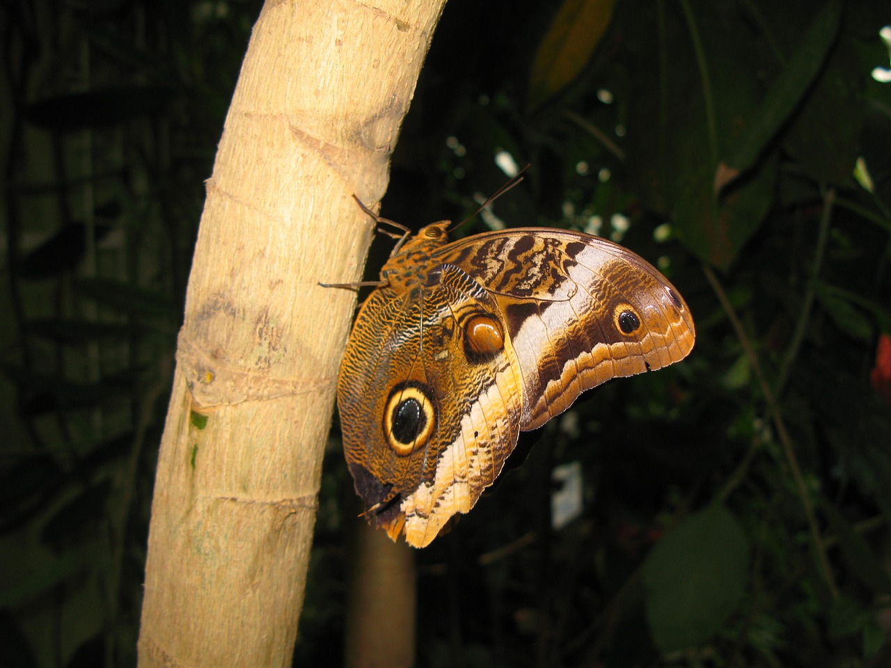 butterfly colorful mainau island free photo