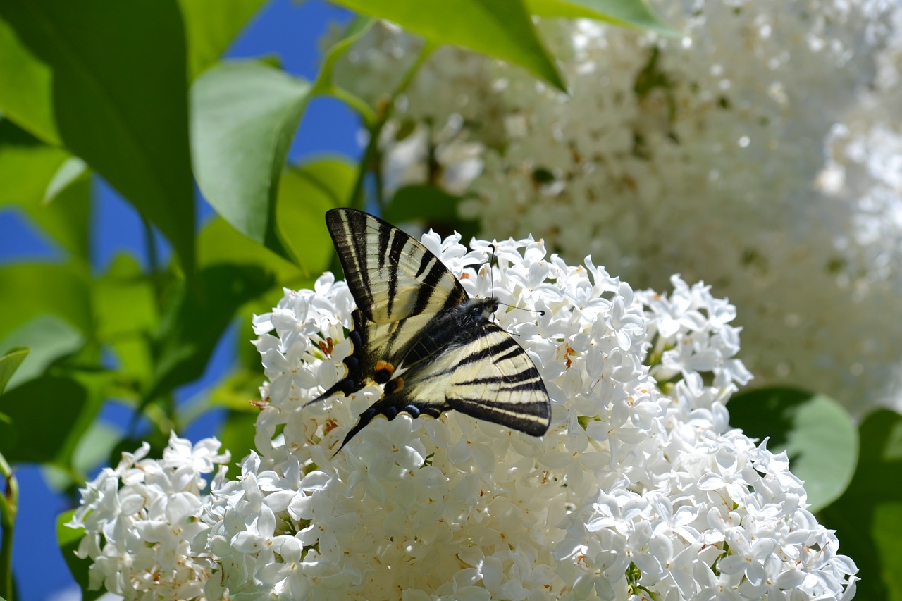 butterfly lilac spring free photo