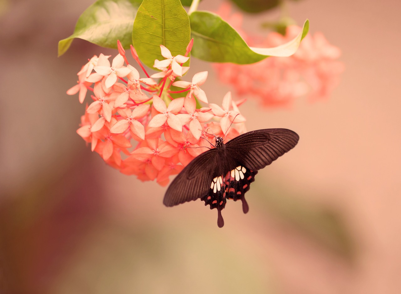 butterfly flower insect free photo