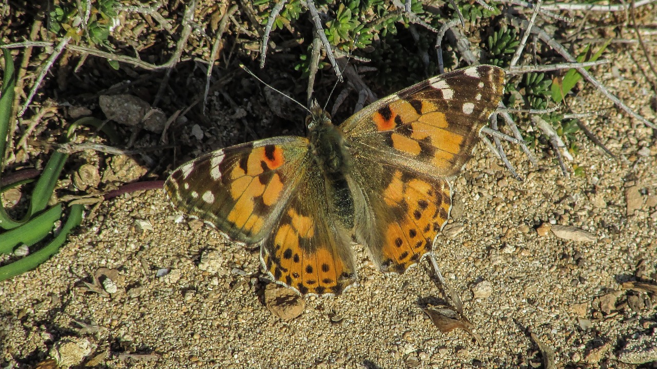 butterfly colourful nature free photo