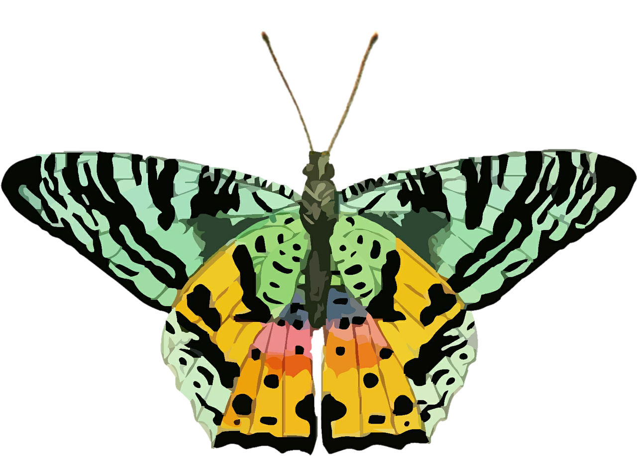 butterfly clip art colorful free photo