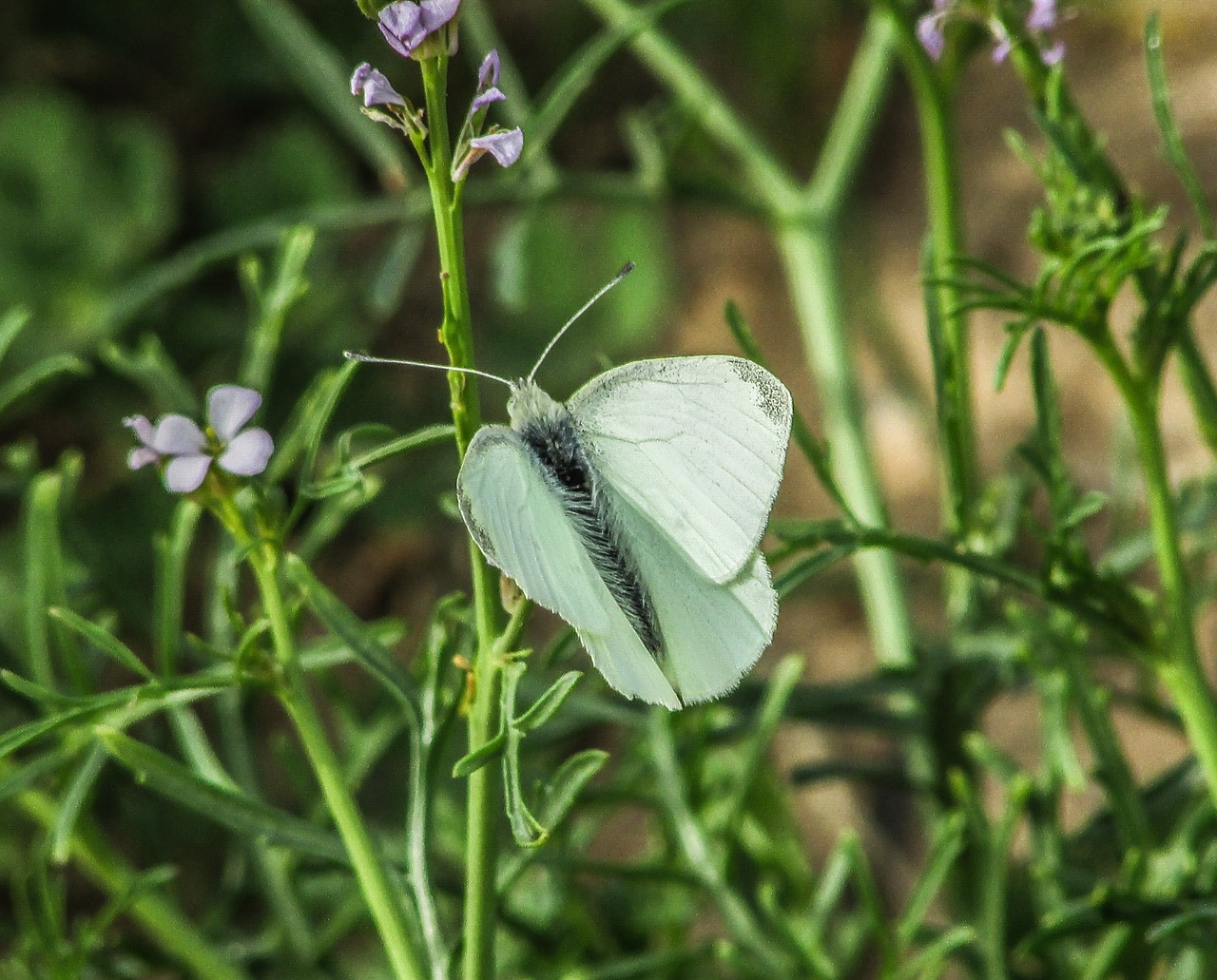 butterfly white insect free photo