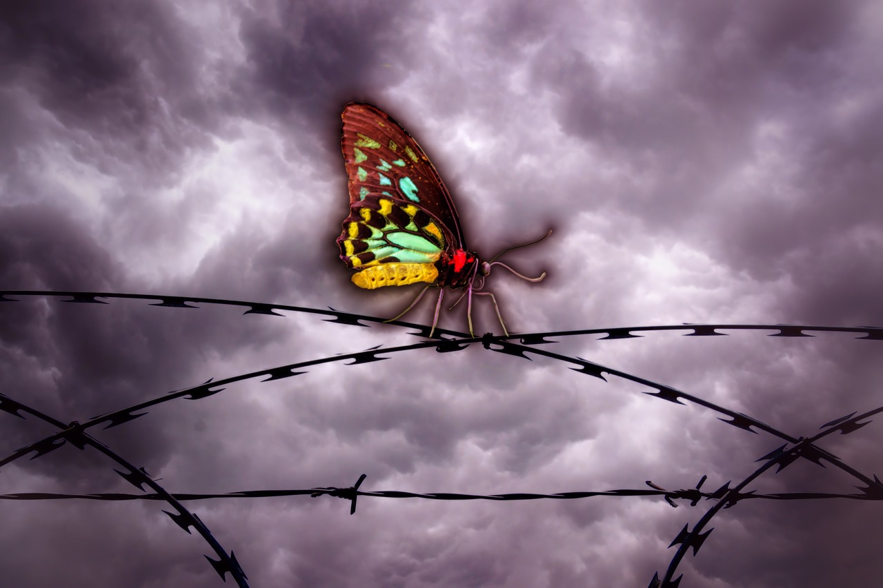 butterfly barbed wire sky free photo